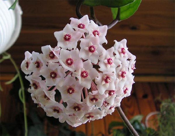 hoya_fungii.jpg