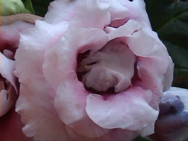 из семян2.JPG