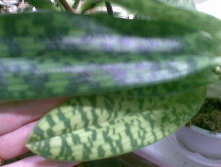 тот что по темнее, это зеленинький, а тот что по светлее неизвесный :)