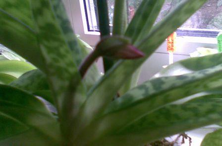 неизвесний бутончик :)