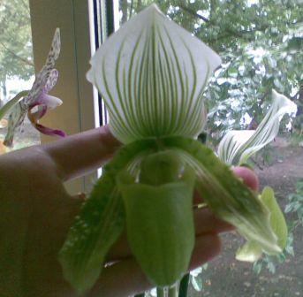 был куплен вот с таким цветочком :)