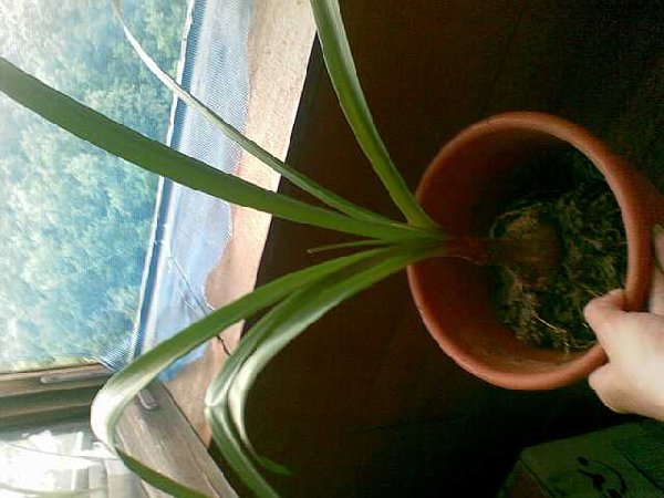 Цветет похожим на лилию цветком красно-оранжевого цвета