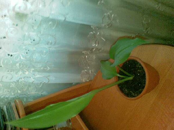 Цветок похож на нарцыс белого цвета.Мне кажется что это эухарис, но я не уверена