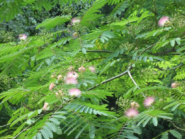 акация цветы.JPG