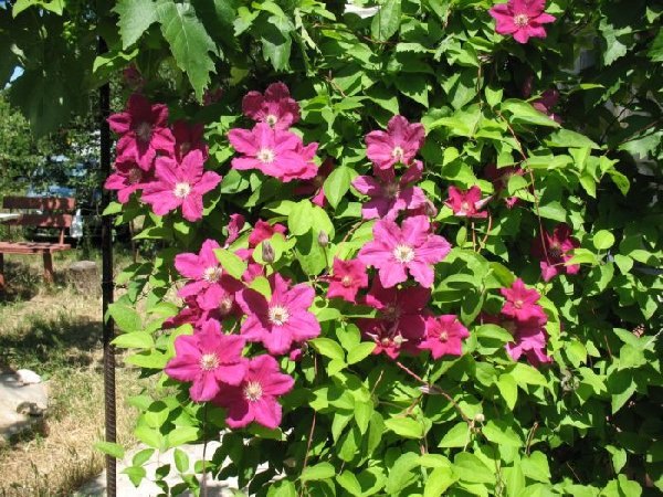 весь в цвету.JPG