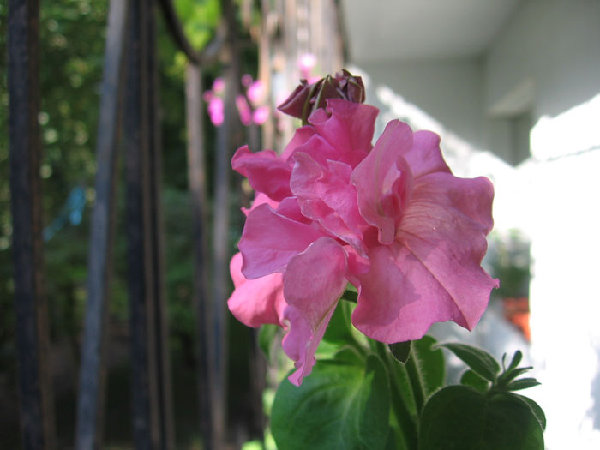 За этим цветочком выглядывает еще два бутончика