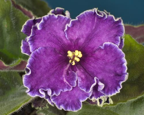 Sterrv Night Blue.jpg