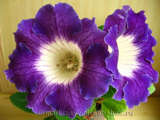 семян №24.JPG