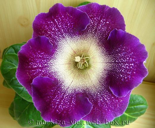 семян №25.JPG