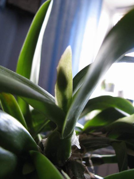 IMG_0217.jpg (33.51 КБ) 3069 просмотров Чехол у софролелиокаттлеи