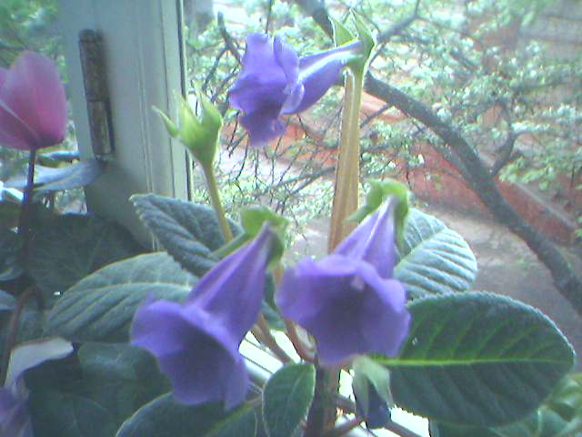 10-05-06_Тидея синяя мелкоцветковая.jpg