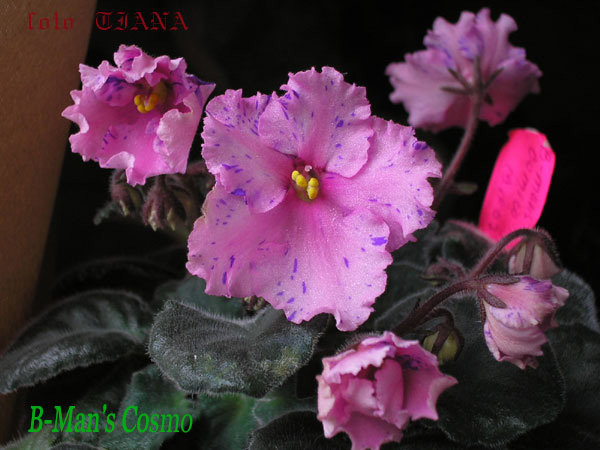 B-Man's-Cosmo copy.jpg