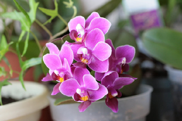 миниатюрный фалик