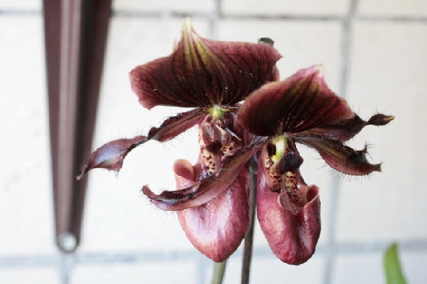 сладкая парочка пафиков