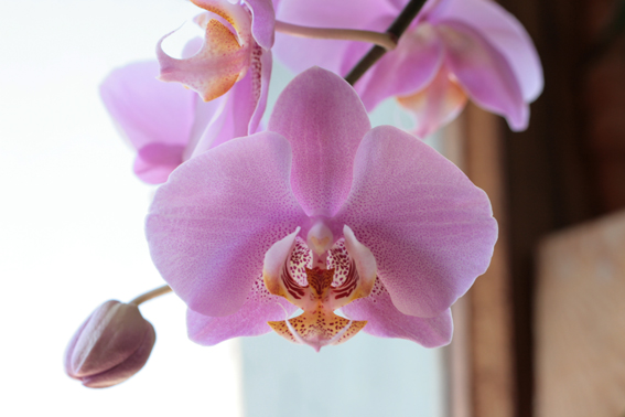 мой самый первый фалик