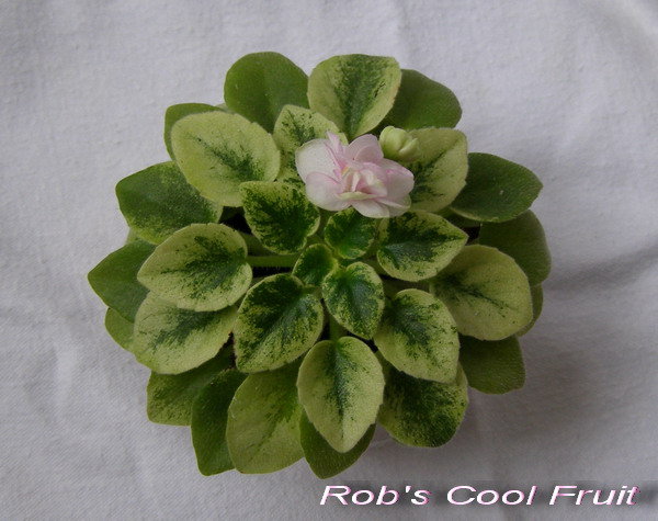 Rob's Cool Fruit.jpg