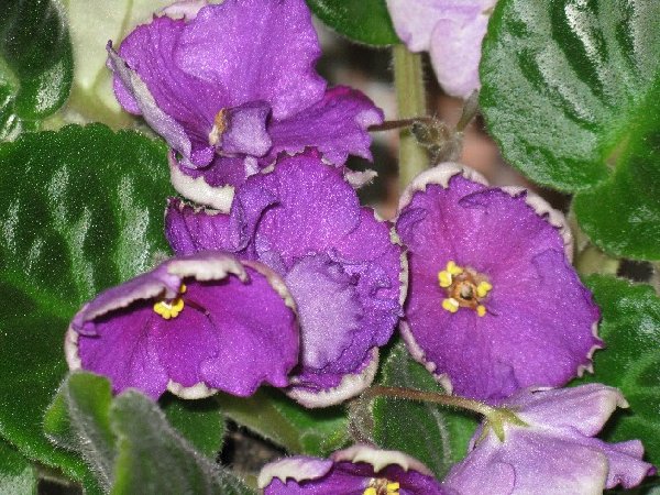 ЕК-Черничный Десерт