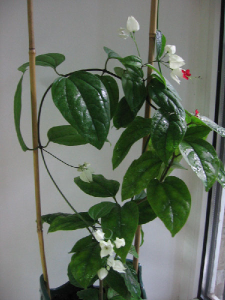 Во весь свой рост