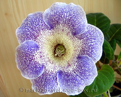 семян № 43.JPG