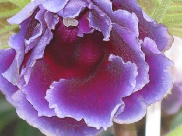 вже відцвітає