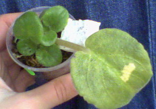 лист со вторым поколением