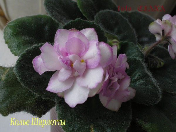 -Шарлотты-2.jpg