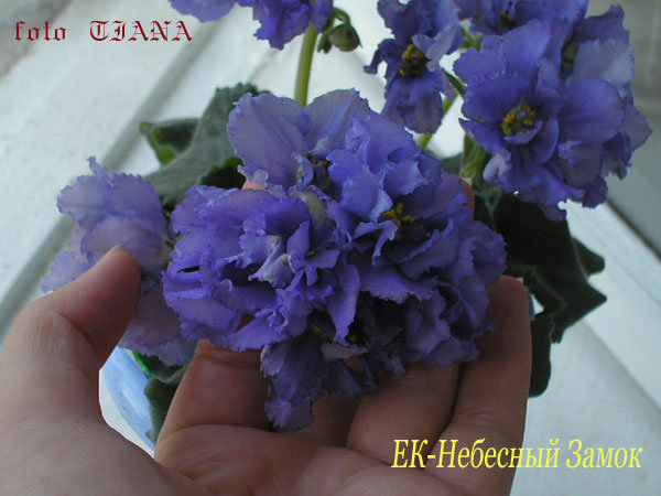 Это такой один цветонос. На нём шесть бутонов