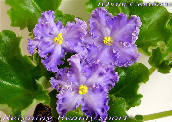 Reigning Beauty sport