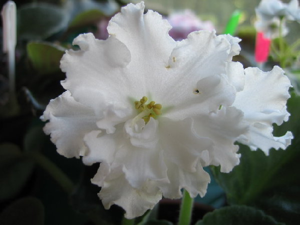 ЕК-Атлантида