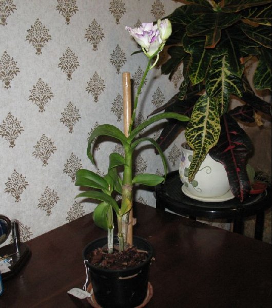 Den Alucha Flare.JPG