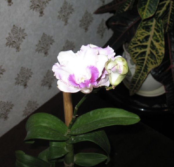 Den Alucha Flare_F.JPG