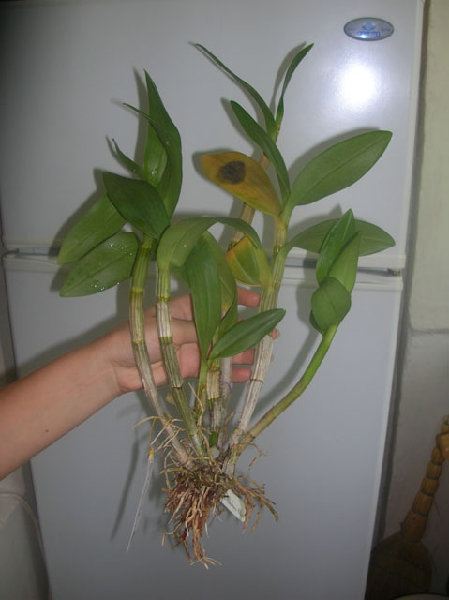 Den.Kultana-HawanaBlue