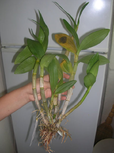 Den.Kultana-HawanaBlue