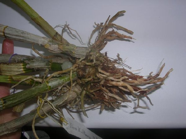 Den.Kultana-HawanaBlue