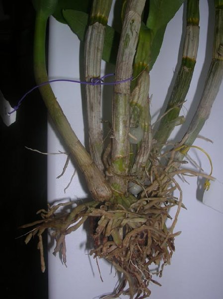 Den.Kultana-HawanaBlue