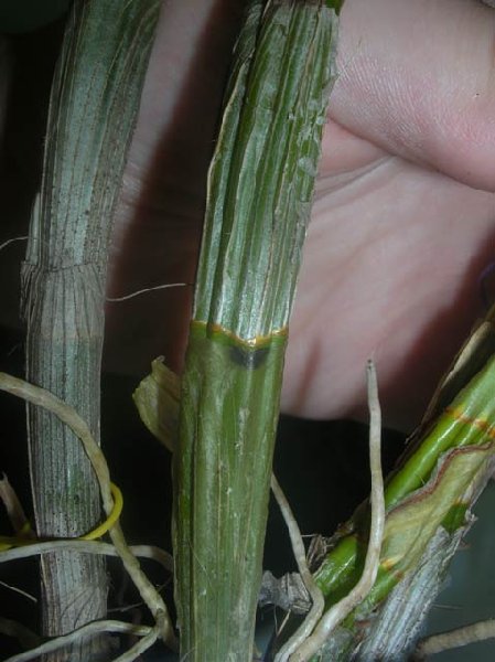 Den.Kultana-HawanaBlue