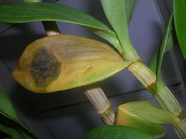 Den.Kultana-HawanaBlue