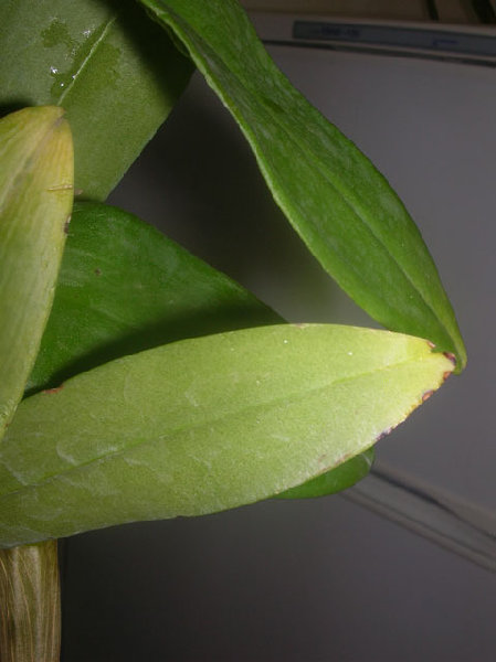 Den.Kultana-HawanaBlue