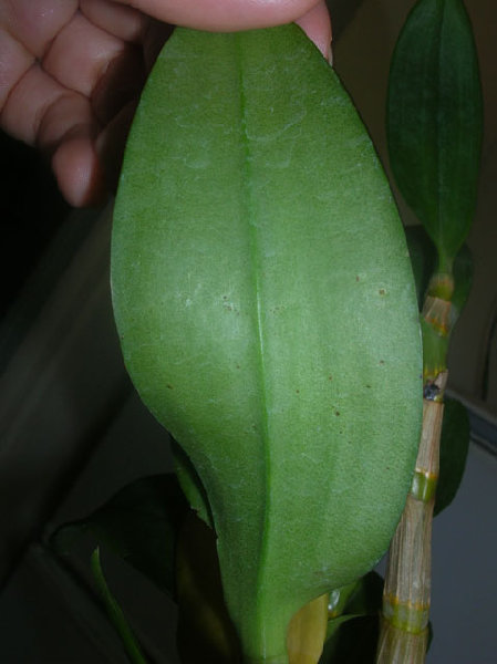 Den.Kultana-HawanaBlue