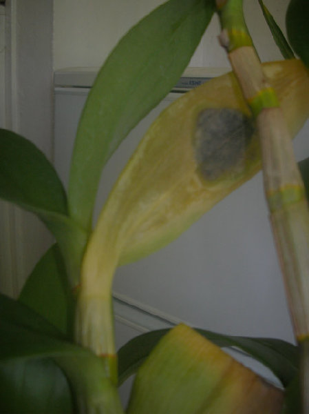 Den.Kultana-HawanaBlue