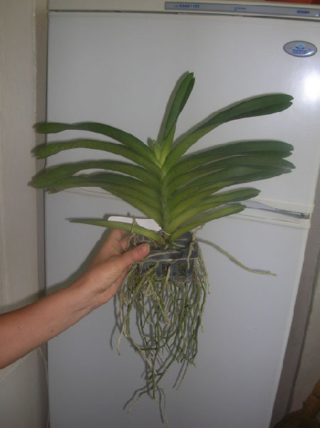 Rhy.gigantea-Ascda.Bangkhuntien Gold