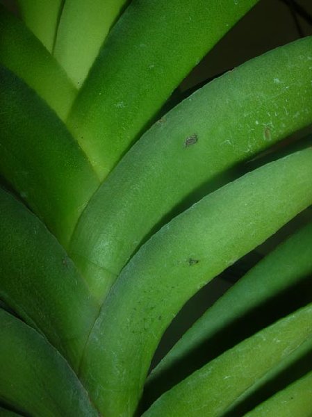 Rhy.gigantea-Ascda.Bangkhuntien Gold