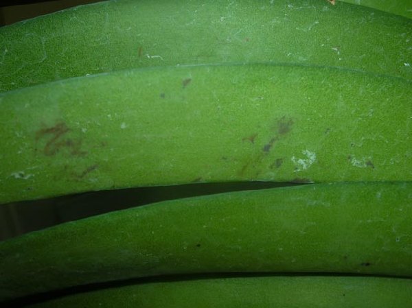 Rhy.gigantea-Ascda.Bangkhuntien Gold