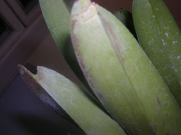 Rhy.gigantea-Ascda.Bangkhuntien Gold