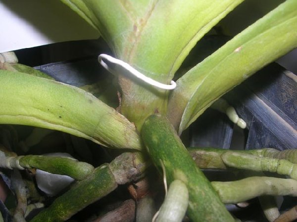 Rhy.gigantea-Ascda.Bangkhuntien Gold