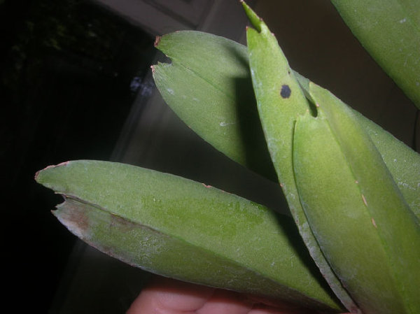 Rhy.gigantea-Ascda.Bangkhuntien Gold