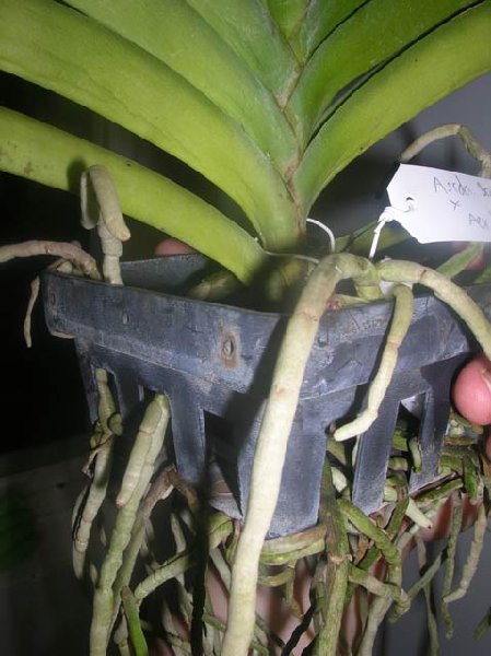 Rhy.gigantea-Ascda.Bangkhuntien Gold