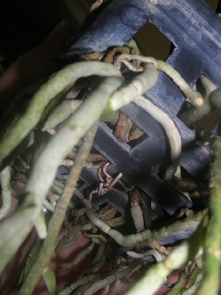 Rhy.gigantea-Ascda.Bangkhuntien Gold