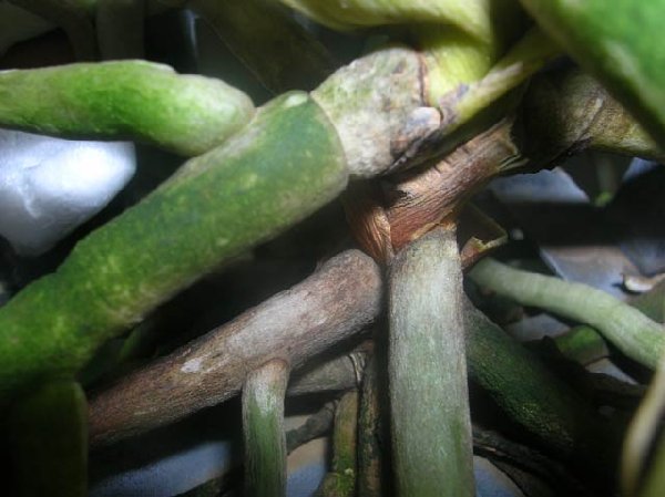 Rhy.gigantea-Ascda.Bangkhuntien Gold