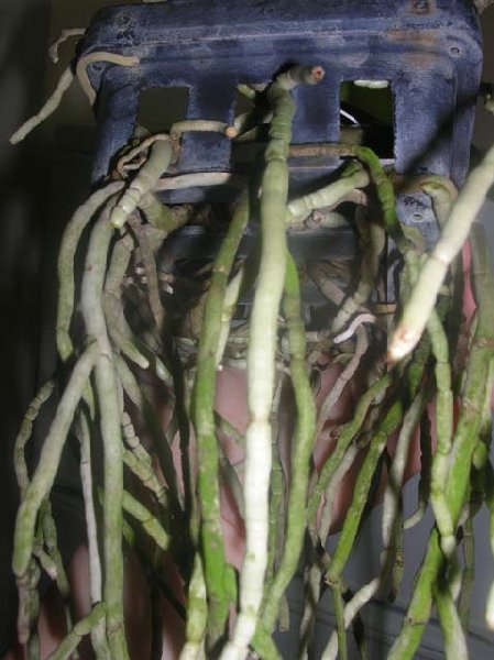 Rhy.gigantea-Ascda.Bangkhuntien Gold